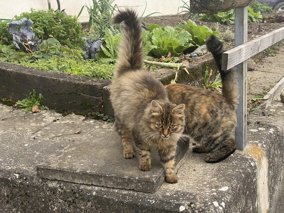 Деревенские кошки Деревенские кошки