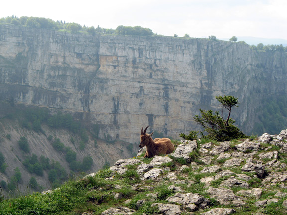 Capra ibex Capra ibex